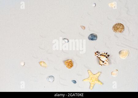 Summer background - starfishes and seashells on the sand of the beach. Place for an inscription. The basis for the postcard. Stock Photo
