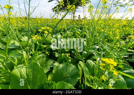 Mustard plant Stock Photo