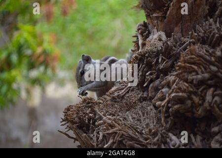 Asian gray squirrel on dates tree palm close up, wildlife animal chipmunk eating seed, mammal rodents fauna natural plants leaf background wallpaper Stock Photo