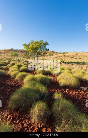 Vertical scenic view of spinifex growing on red rocky soil in the Outback, Gibb River Road, Kimberley Region, Western Australia, WA, Australia Stock Photo
