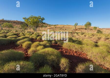 Scenic view of spinifex growing on red rocky soil in the Outback, Gibb River Road, Kimberley Region, Western Australia, WA, Australia Stock Photo