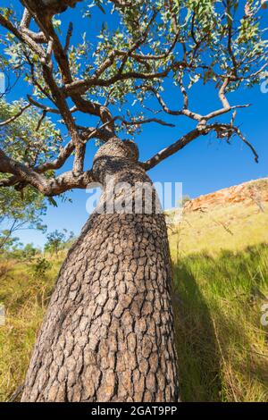 Vertical close-up view of a tree growing in the savannah, Mornington Wilderness Camp, Kimberley Region, Western Australia, WA, Australia Stock Photo