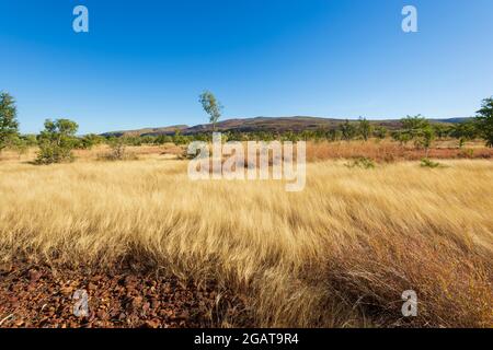 Yellow grasses growing in the savannah, Mornington Wilderness Camp, Kimberley Region, Western Australia, WA, Australia Stock Photo
