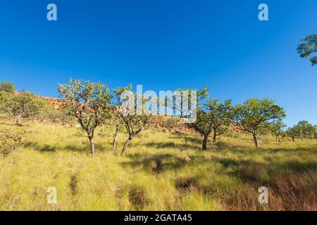 Scenic view of the Savannah at Mornington Wilderness Camp, Kimberley Region, Western Australia, WA, Australia Stock Photo