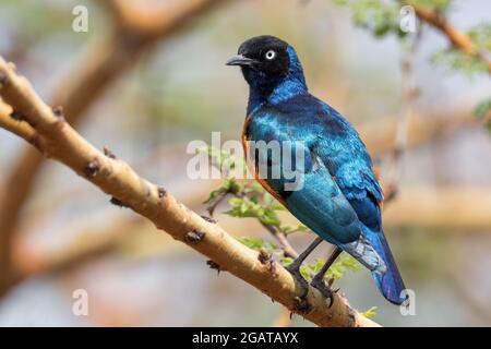 Superb Starling - Lamprotornis superbus, beautiful shining starling from African woodlands and bushes, Tsavo East, Kenya. Stock Photo