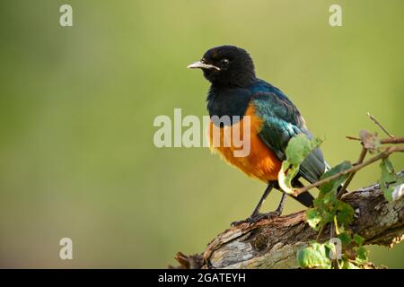 Superb Starling - Lamprotornis superbus, beautiful shining starling from African woodlands and bushes, Tsavo East, Kenya. Stock Photo