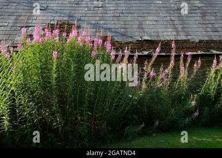The weed Rosebay Willowherb, also called Fireweed - Chamaenerion angustifolium - growing beneath a slate roof in Herefordshire, England, UK Stock Photo
