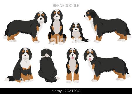 Bernedoodle mix breed clipart. Different coat colors and poses set.  Vector illustration Stock Vector