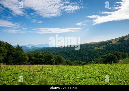 beautiful ukrainian countryside with green meadows and hills under blue sky. trees on the hill Stock Photo