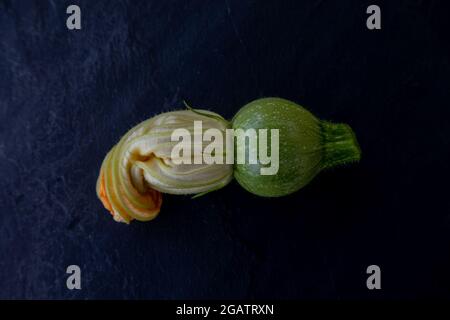 Courgette, variety Rondo di Nizza with flower Stock Photo