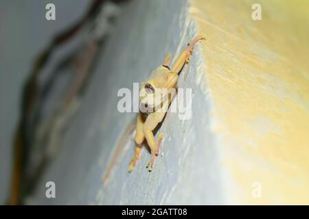 yellow house gecko lizard on wall close up, reptile common Asian nocturnal predator species tail Stock Photo