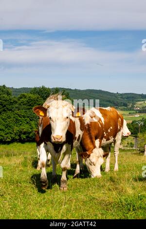 group of montbeliard cows in pasture Stock Photo