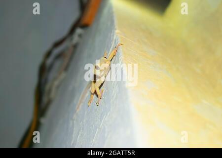 yellow house gecko lizard on wall close up, reptile common Asian nocturnal predator species tail Stock Photo