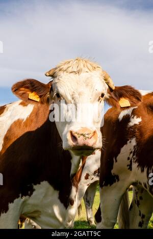 group of montbeliard cows in pasture Stock Photo