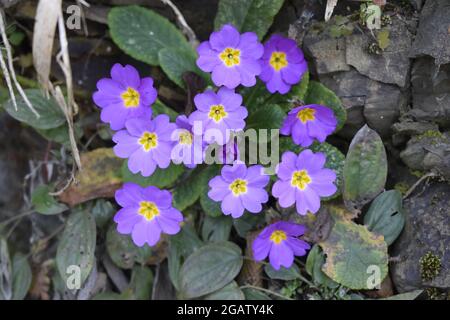 Beautiful purple Scottish primrose flowers grown in the forest Stock Photo