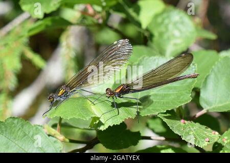The beautiful demoiselle Calopteryx virgo European damselfly females on green leaf Stock Photo