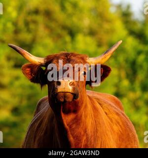 portrait of salers cow in pasture Stock Photo