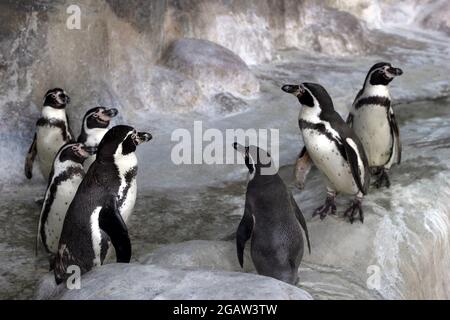 Group of Galapagos penguins stand in the zoo's enclosure Stock Photo