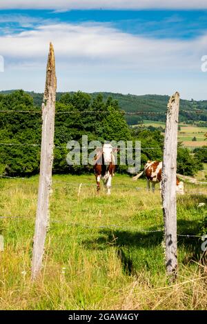 group of montbeliard cows in pasture Stock Photo