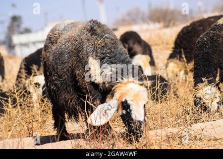 sheep eating dry grass hot summer season landscape Stock Photo