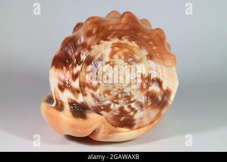 Closeup of King Helmet Conch Shell Spire Front View Stock Photo