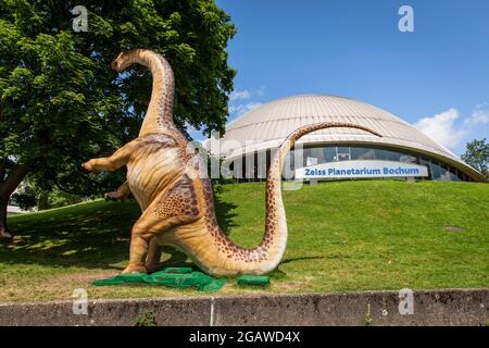 life-size dinosaurs models exhibited at various locations in the city center of Bochum, here: Apatosaurus or also called Brontosaurus in front of the Stock Photo