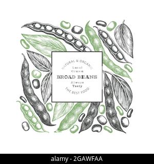 Hand drawn broad beans design template. Organic fresh food vector illustration. Retro pods illustration. Engraved botanical style cereal background. Stock Vector