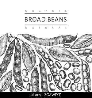 Hand drawn broad beans design template. Organic fresh food vector illustration. Retro pods illustration. Engraved botanical style cereal background. Stock Vector