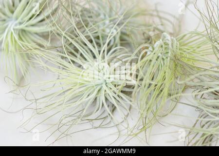 Tillandsia air plants on a white background Stock Photo