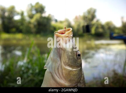 Caught common carp hanging on a hook. Freshly caught fish on a hook and fishing line. Stock Photo
