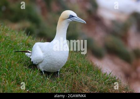 An adult Northern Gannet (Morus bassanus) on the clifftop at Bempton RSPB reserve, East Yorkshire Stock Photo