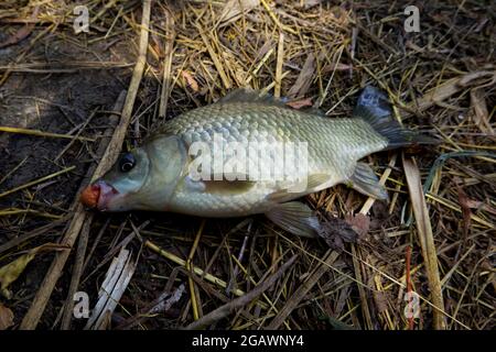 Crucian carp caught on an orange boilie Stock Photo