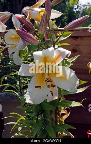 LILIUM MISS PECULIAR. SKYSCRAPER LILY Stock Photo