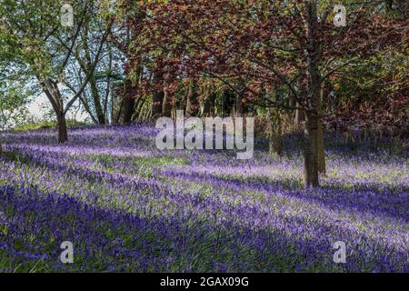 Bluebell woods in Berkshire, England - Hyacinthoides non-scripta - English Bluebells Stock Photo
