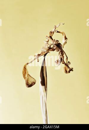 Yellow dried iris flowers on yellow background Stock Photo