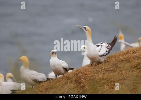 A group of Northern Gannets (Morus bassanus) on the clifftop at Bempton RSPB reserve, East Yorkshire, UK Stock Photo
