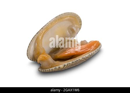 High angle view of single opened clam, baby clams, short neck clams, carpet clams on white background with clipping path. Stock Photo
