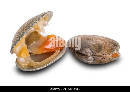 View of opened and closed clams, baby clams, short neck clams, carpet clams isolated on white background with clipping path. Stock Photo