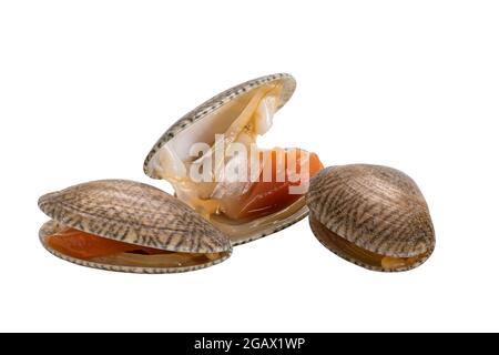View of opened and closed clams, baby clams, carpet clams, short neck clams isolated on white background with clipping path. Stock Photo