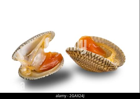 View of opened clams, baby clams, carpet clams, short neck clams on white background with clipping path. Stock Photo