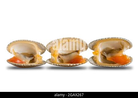 Row of opened clams, baby clams, carpet clams, short neck clams on white background with clipping path. Stock Photo