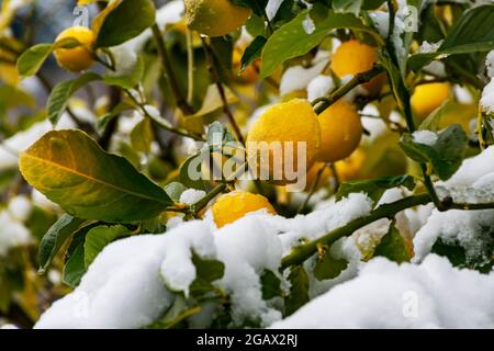 Lemons wet with drops of water on the tree, and with the branches covered with snow. Stock Photo