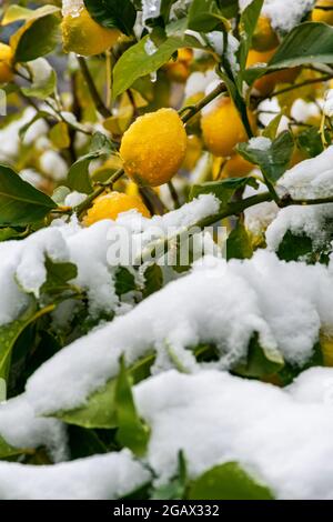 Lemons wet with drops of water on the tree, and with the branches covered with snow. Stock Photo