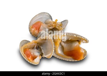 Uncooked opened clams, baby clams, carpet clams, short neck clams on white background with clipping path. Stock Photo