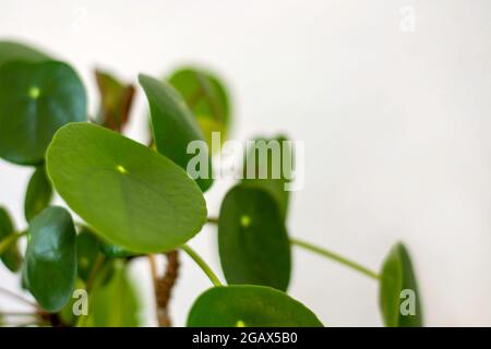 Close up of pilea peperomioides houseplant. Chinese Money Plant, Ufo Plant or Pancake plant. Space for text. Stock Photo