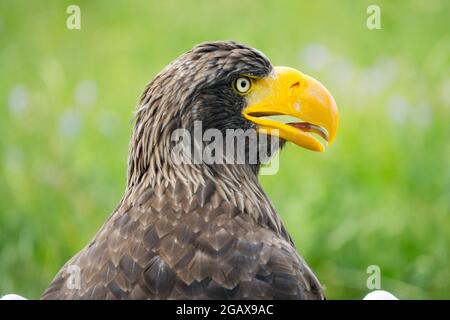 Steller's sea eagle yellow beak side view head Stock Photo