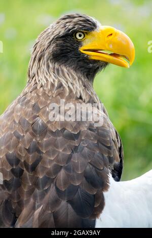Steller's sea eagle closeup Haliaeetus pelagicus yellow beak side view portrait Stock Photo