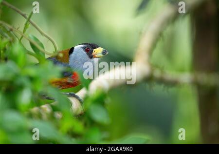 Toucan Barbet (Semnornis ramphastinus) Stock Photo