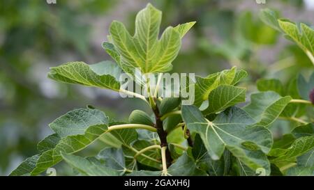 Fig fruit tree with ripening fruits on a branch Stock Photo