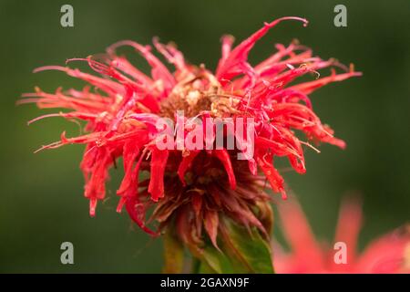 Red Monarda 'Cambridge Scarlet' Close up Flower Oswego tea Beebalm Bergamot Stock Photo